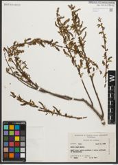 Foto von Salix nigra Marshall